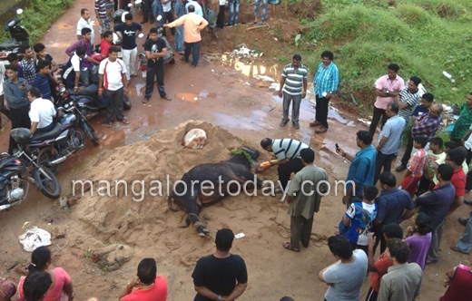 Ox and dog friendship at Mangalore